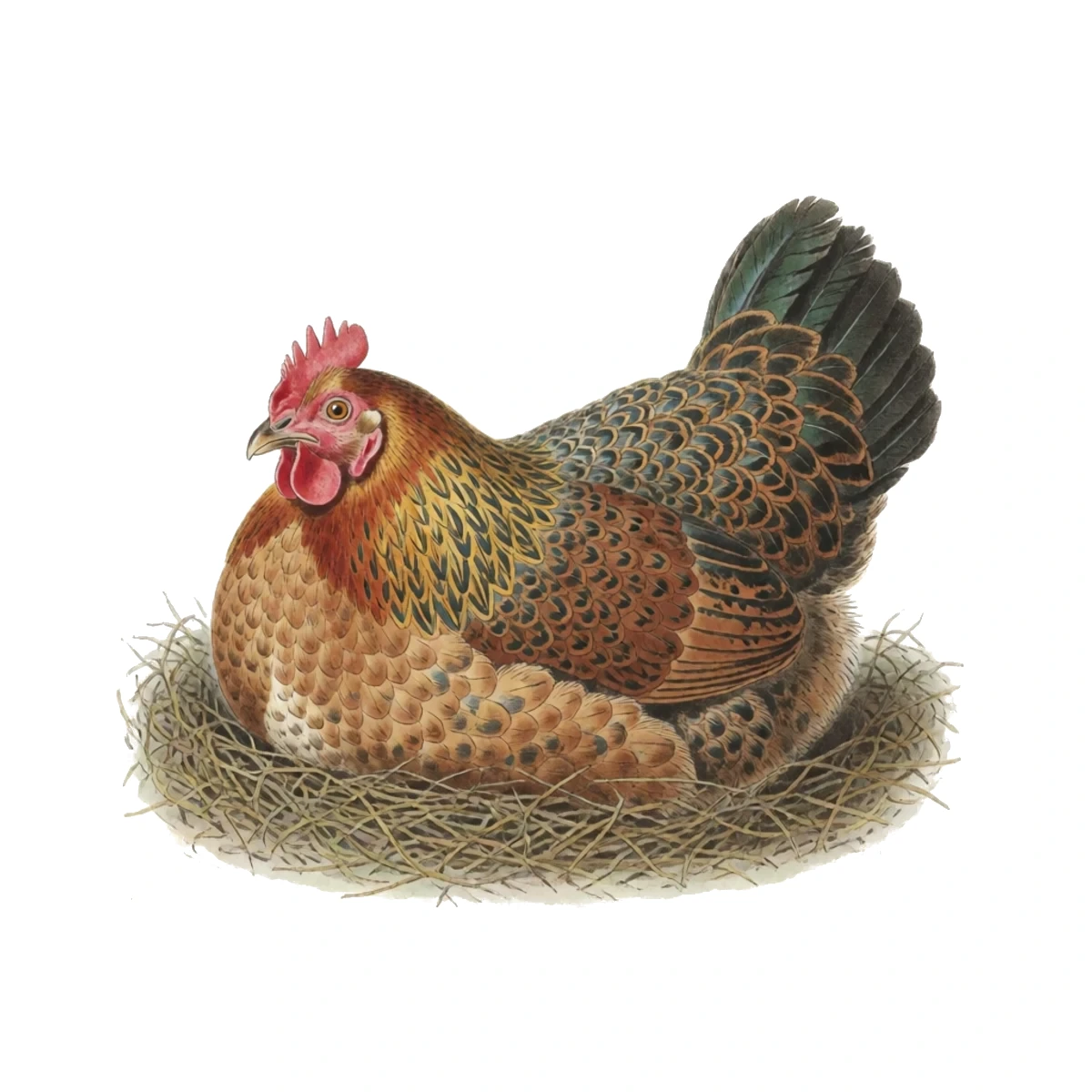 Watercolour plate of a broody hen flattened low in a nest box with fluffed feathers and a plucked bare breast, staying on the nest at night