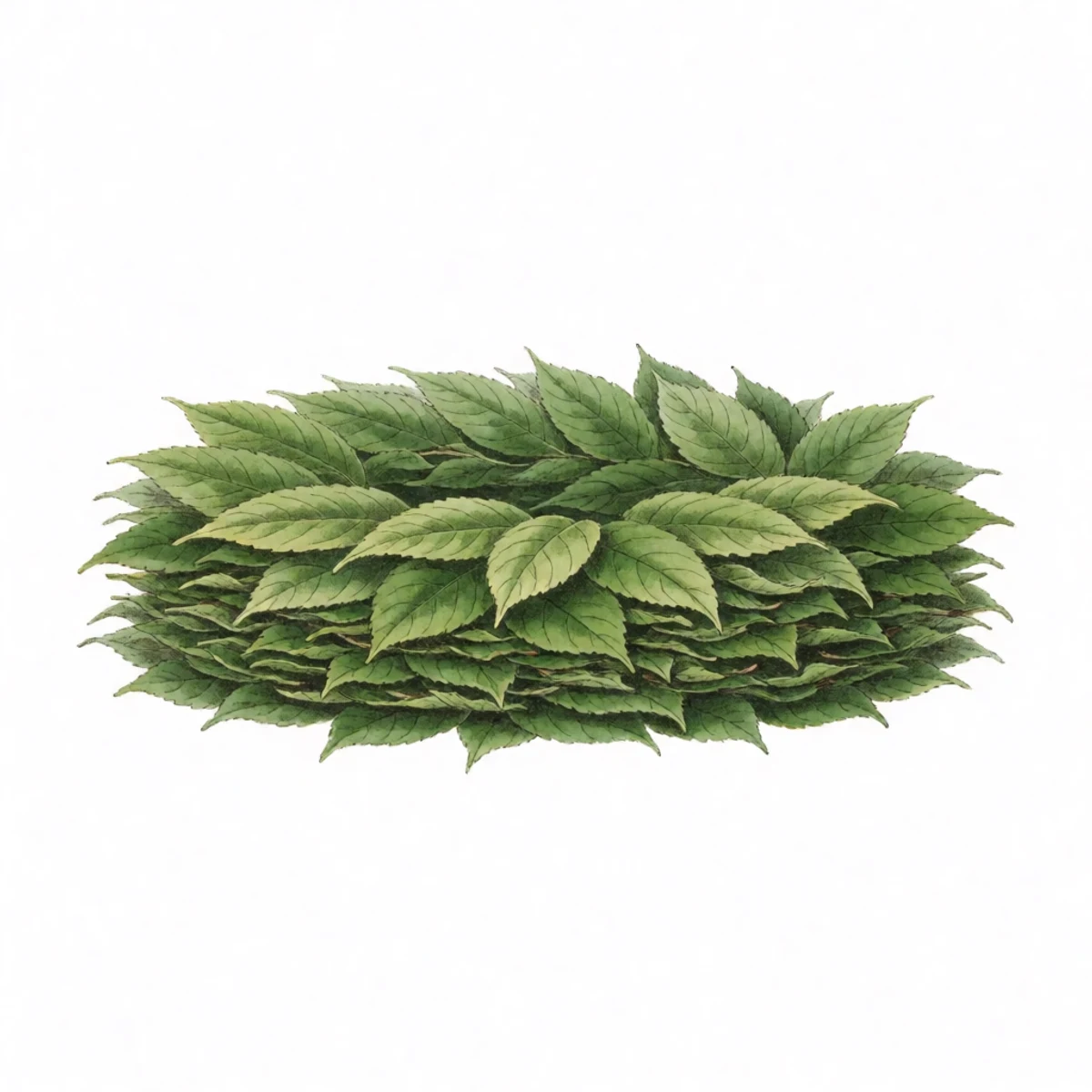 Watercolour plate of cut green leaves piled a few inches thick in a ring at the drip line of a tree, bare ground kept clear at the trunk