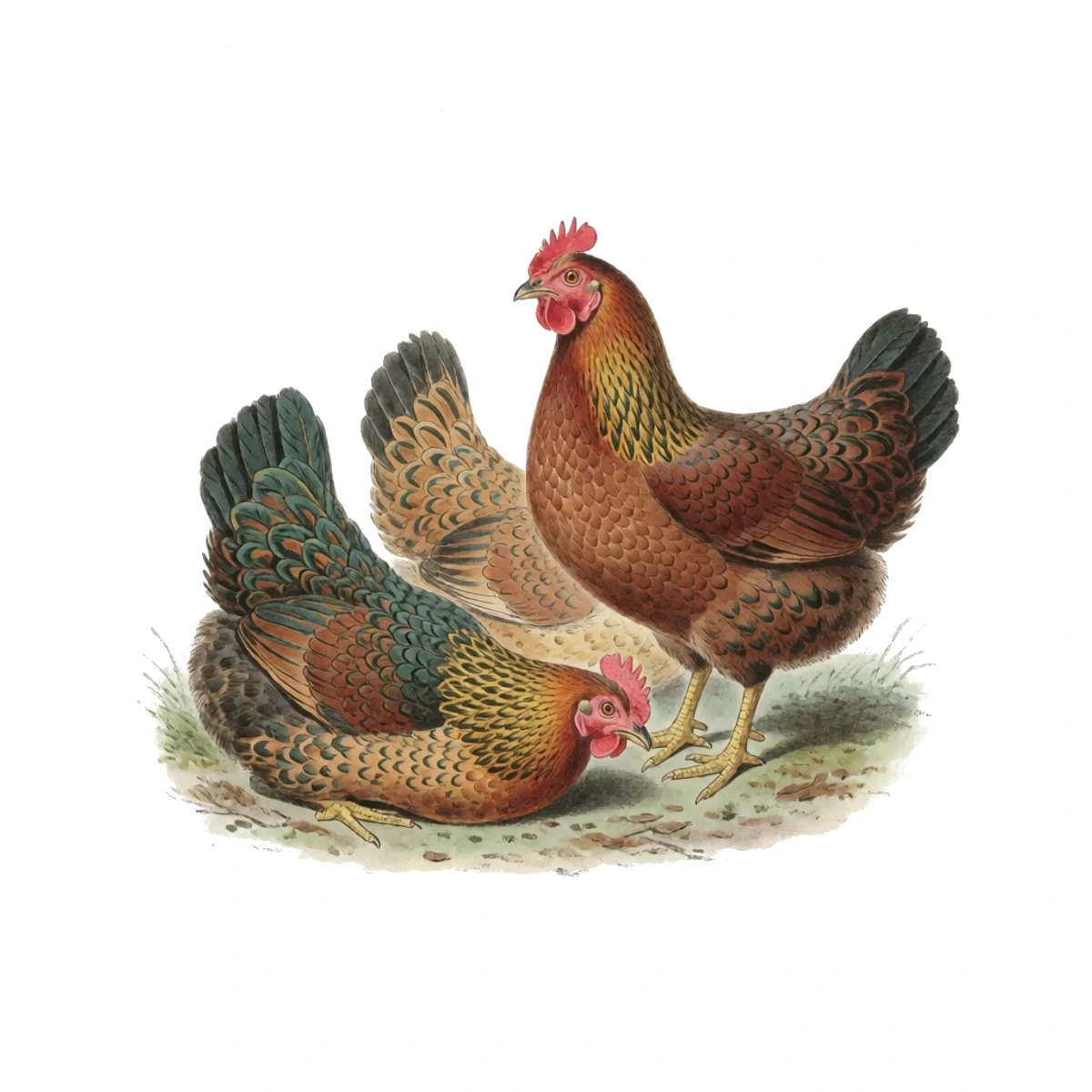 Watercolour plate of hens loafing and dust-bathing in deep winter litter built up nearly a foot thick, gentle warmth suggested