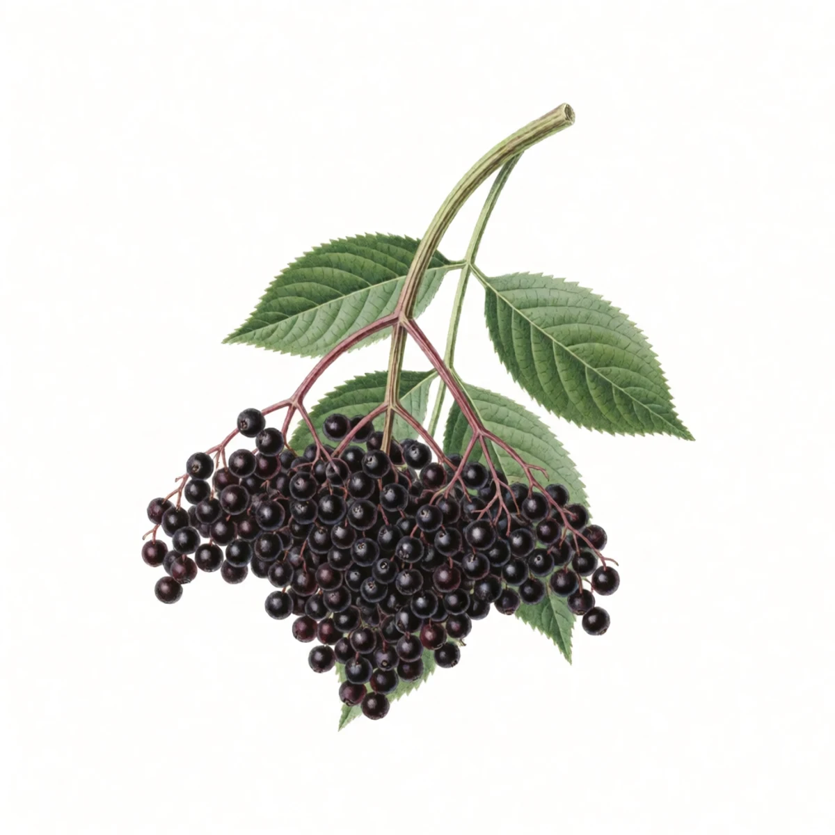 Watercolour plate of a heavy cluster of deep purple-black elderberries drooping on its stem, being snipped whole with shears