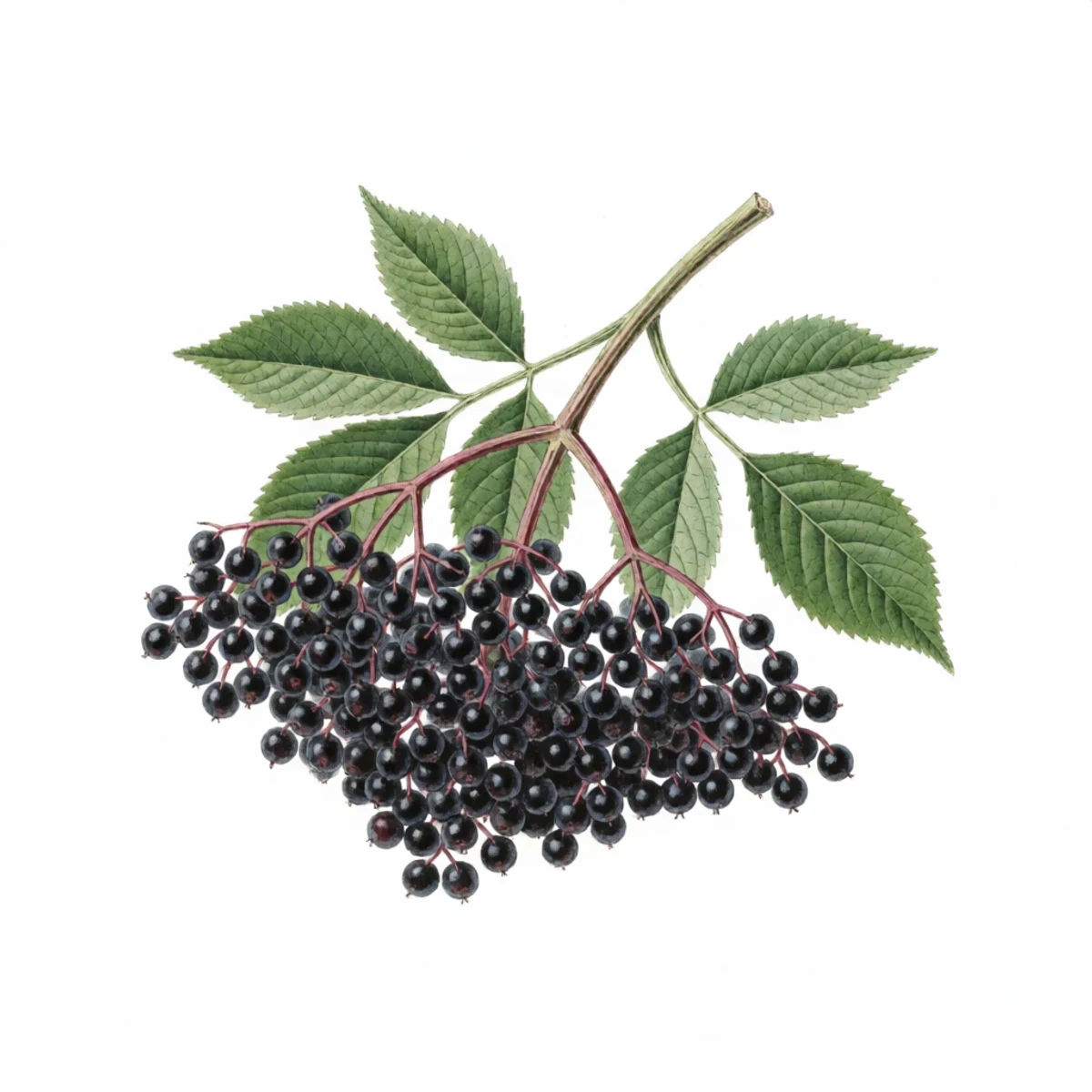 Watercolour plate of whole elderberry clusters bagged and frozen solid, frost on the dark berries