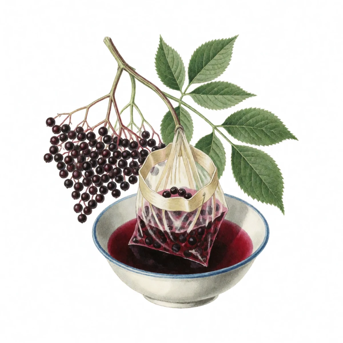 Watercolour plate of elderberries simmering in a pot with water, then being strained through a jelly bag into a bowl of dark juice