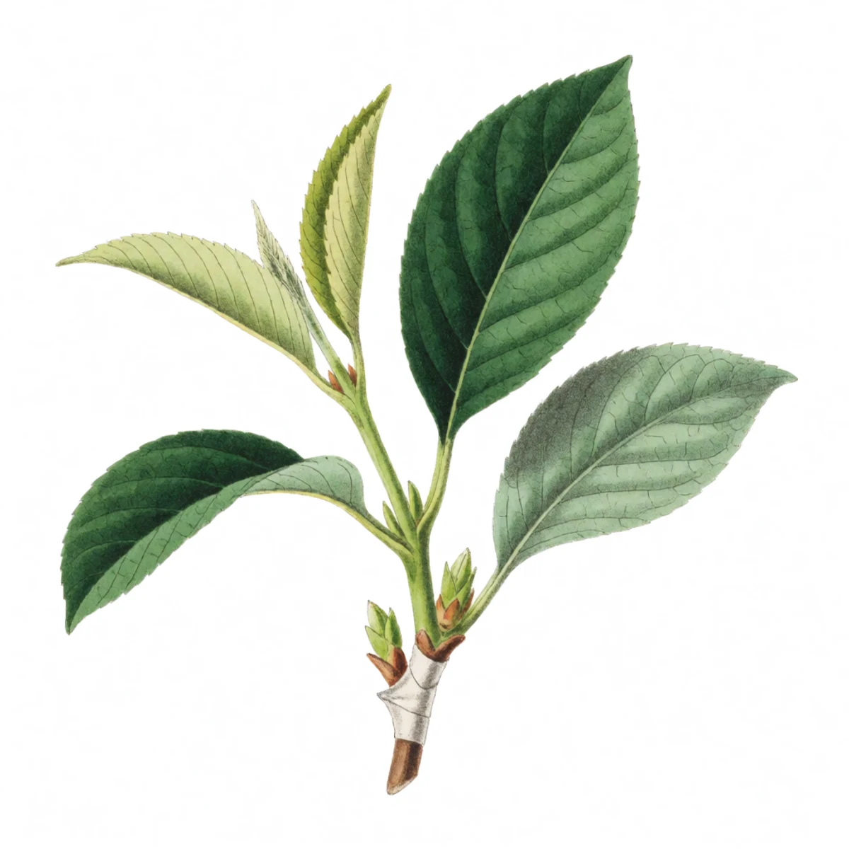 Watercolour plate of a completed whip-and-tongue graft wrapped in clear stretchable grafting tape, the union sealed, one bud breaking green above the wrap