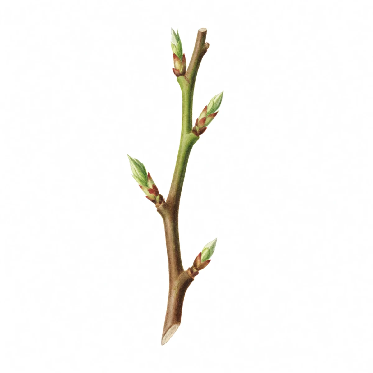 Watercolour plate of a healthy upright finger-thick fruit tree branch of last season's growth, smooth young bark and a few unopened buds, a hand-width shown for scale