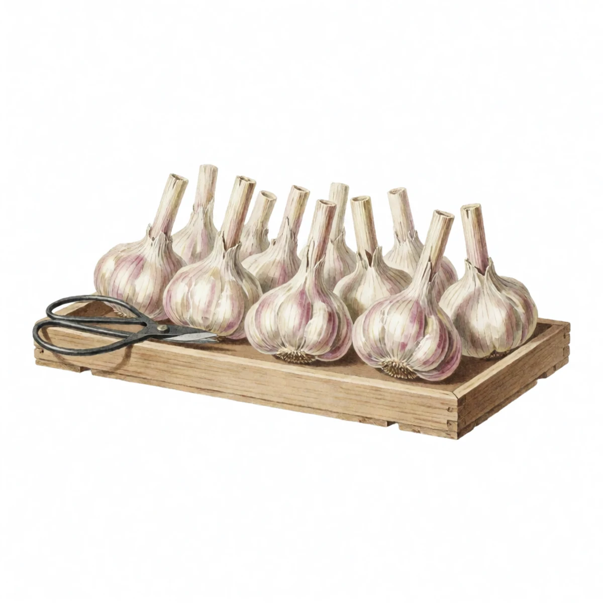 Watercolour plate of cured garlic with roots trimmed to stubble and stalks cut an inch above the bulb, one softneck braid coiled beside