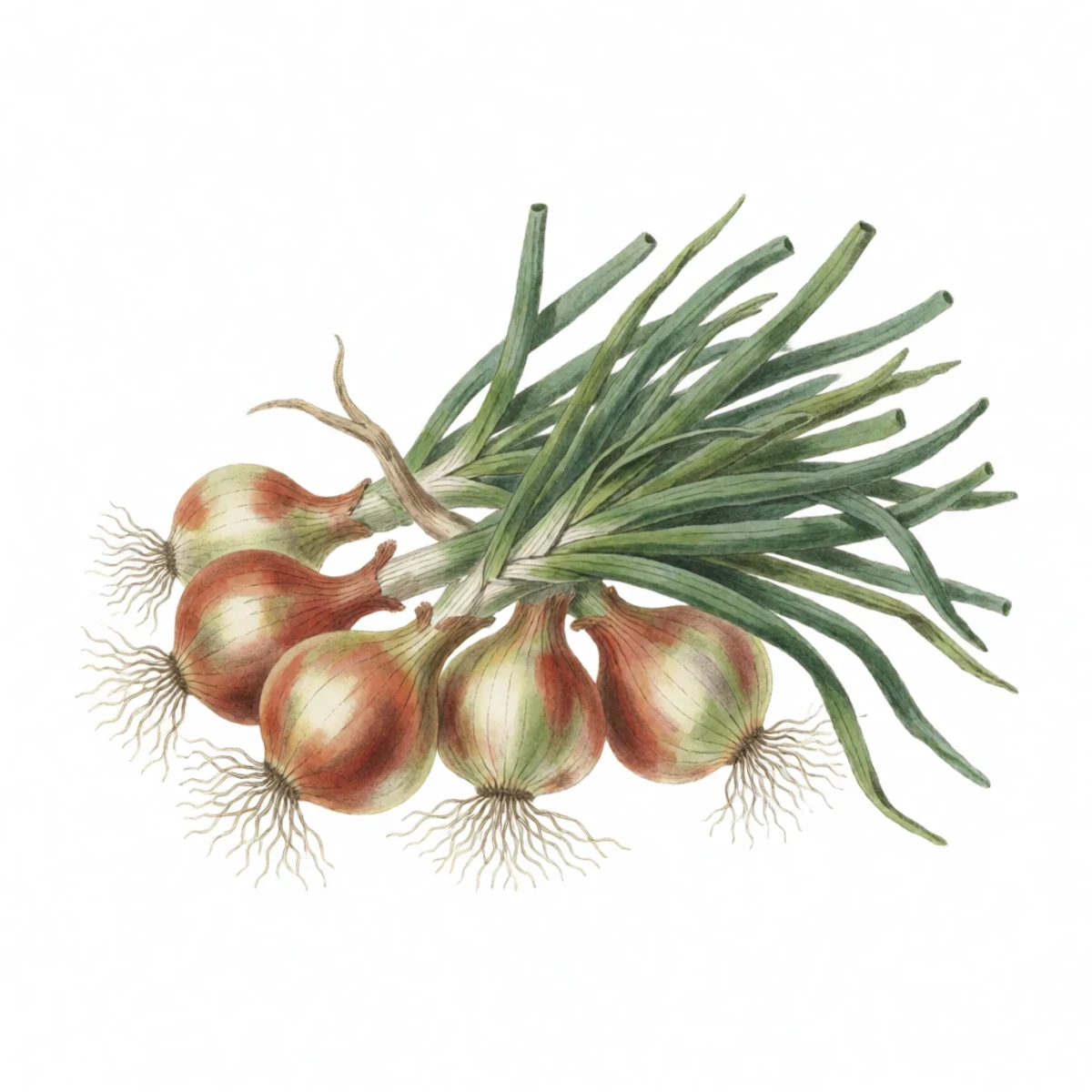 Watercolour plate of harvested onions lying on the bed in the sun with their own tops laid across the bulbs to shade them