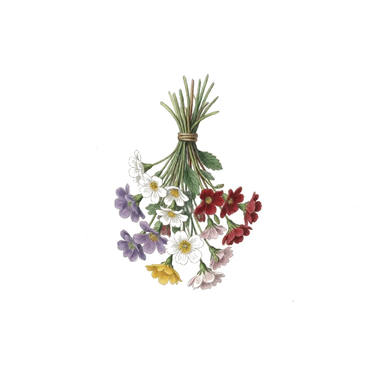 Watercolour plate of small bundles of flowers banded with a rubber band and hung upside down from a rail in a dim airy room