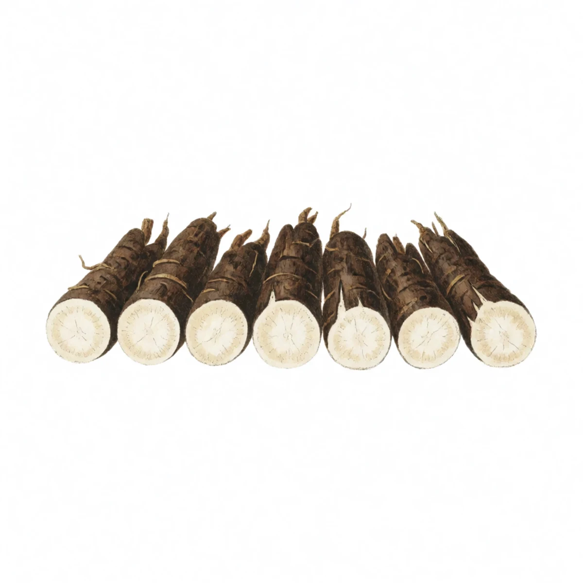Watercolour plate of thick black comfrey roots chopped into short two to four inch segments laid in a row on a bench, pale cut faces showing