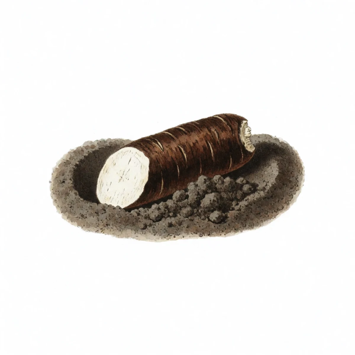 Watercolour plate of a thick dark brown comfrey root segment with a pale white cut face, laid horizontally in a shallow scooped hollow of dark garden soil, loose crumbs of soil heaped beside it