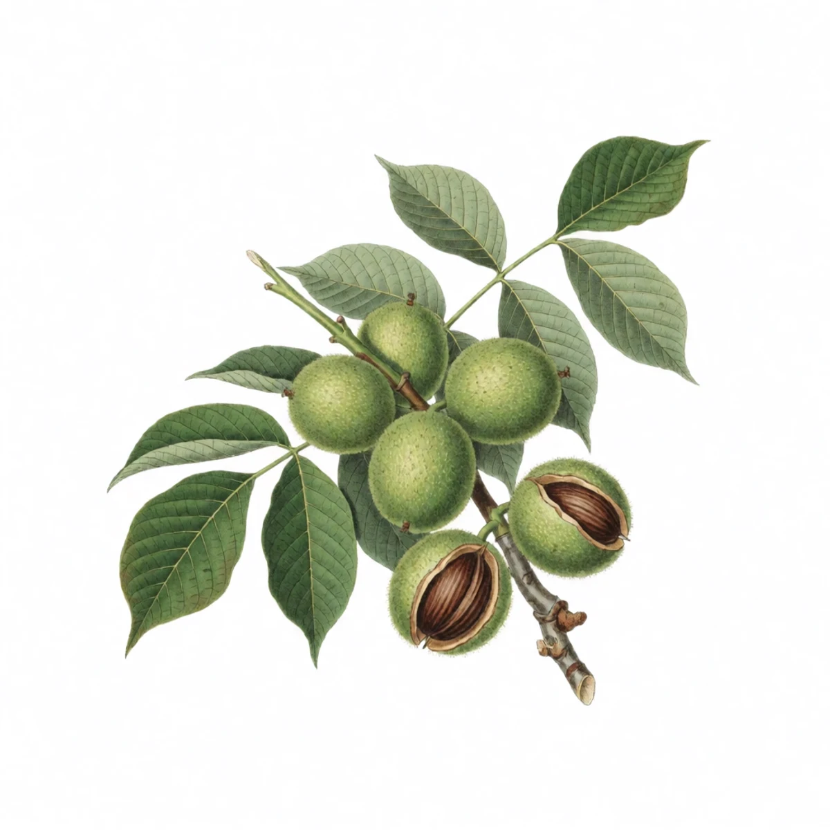 Watercolor plate of black walnuts in green hulls with one cracked kernel