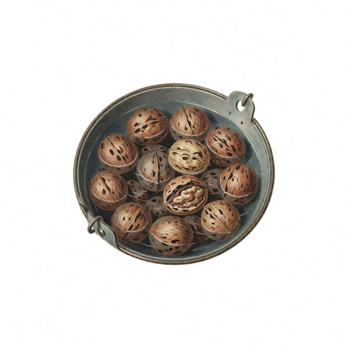 Watercolour plate of hulled black walnuts being washed in a bucket of dark water, sound nuts sinking while a few hollow ones float