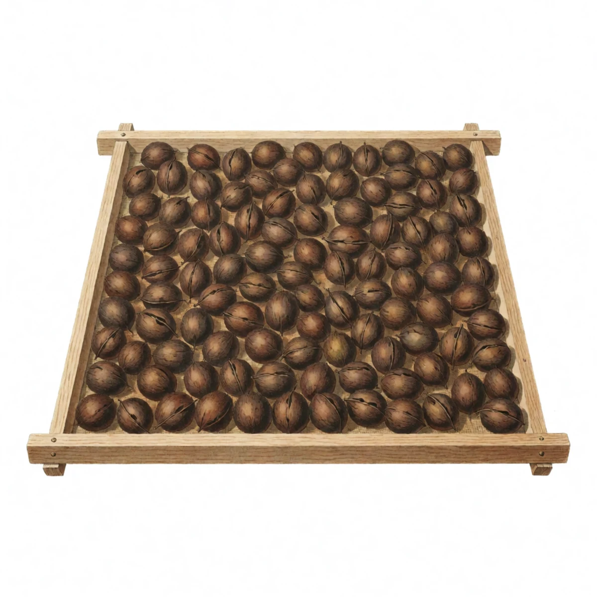 Watercolour plate of washed black walnuts spread one layer deep on a wooden drying screen in airy shade