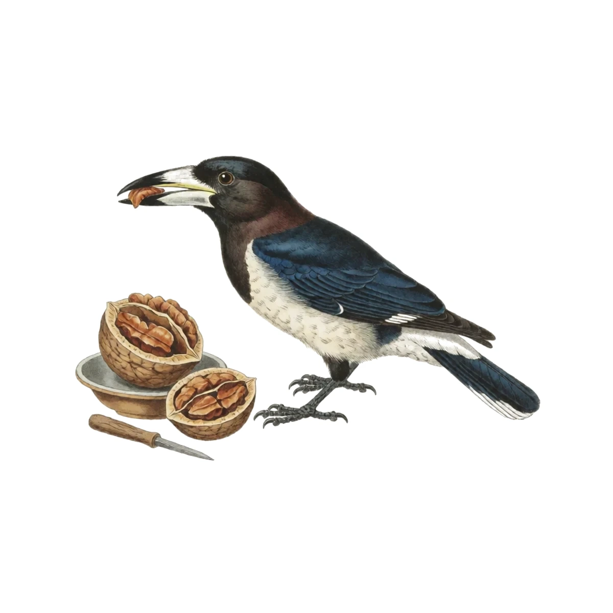 Watercolour plate of a heavy lever nutcracker splitting a black walnut shell, kernel halves picked out beside a pick and a bowl