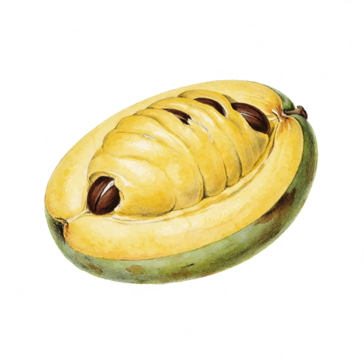 Watercolour plate of a halved ripe pawpaw with custard-yellow flesh being spooned away from the large brown seeds into a bowl