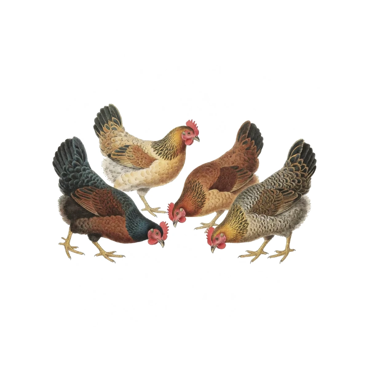 Watercolour plate of a small flock sorting its pecking order, one hen chasing another briefly while the rest forage calmly