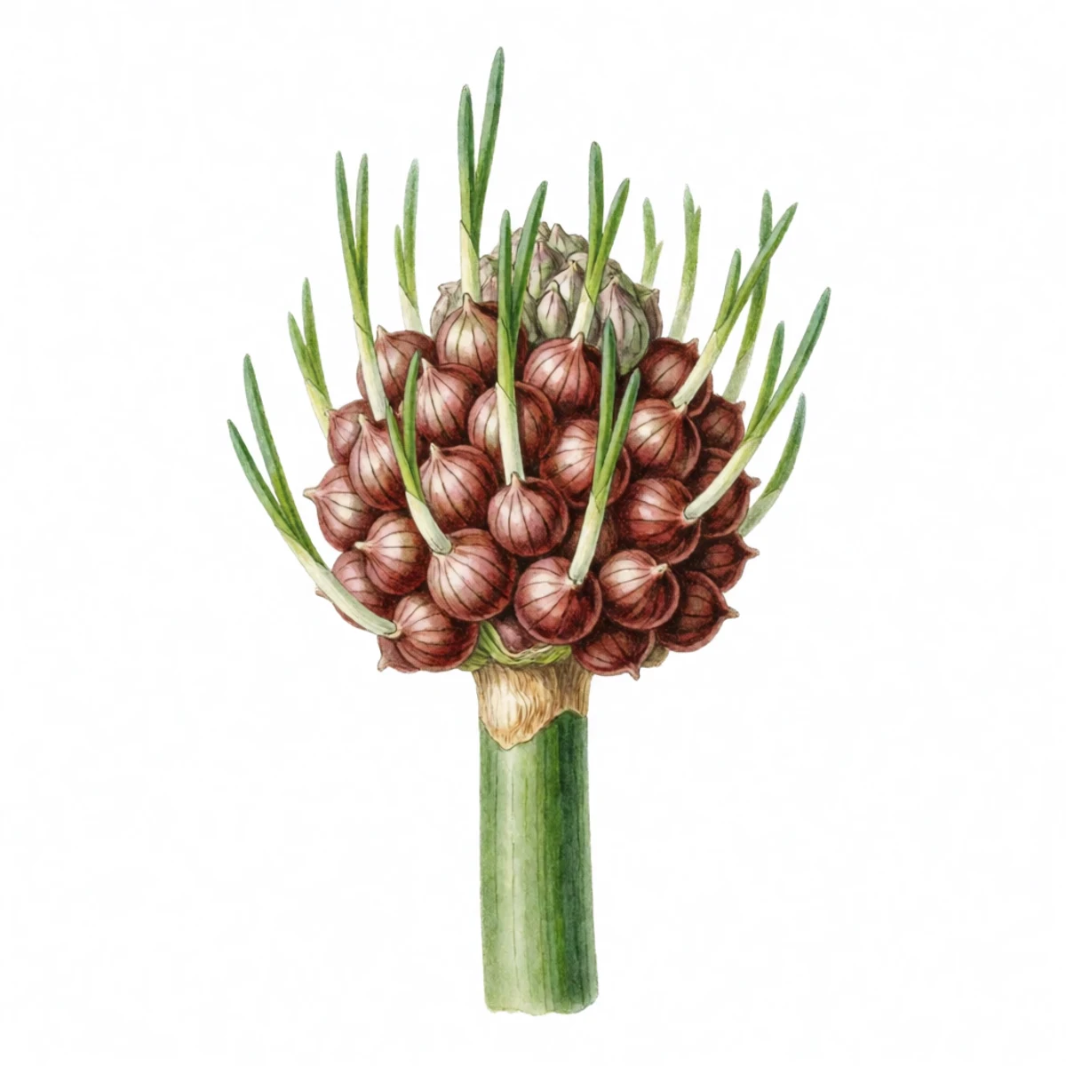 Watercolour plate of a browning walking onion stalk topped with a cluster of marble-sized red-brown bulbils, some already sprouting thin green shoots, the cluster being twisted off