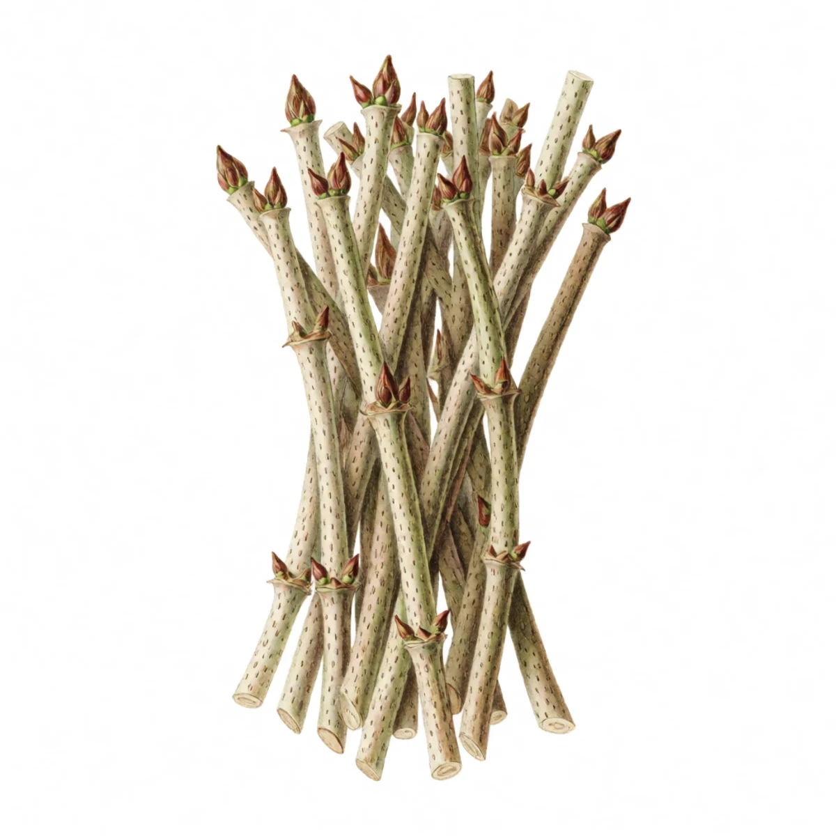 Watercolour plate of a bundle of dormant leafless elderberry canes cut into hand-length sections, pale lenticel-flecked bark, two or three swelling buds on each