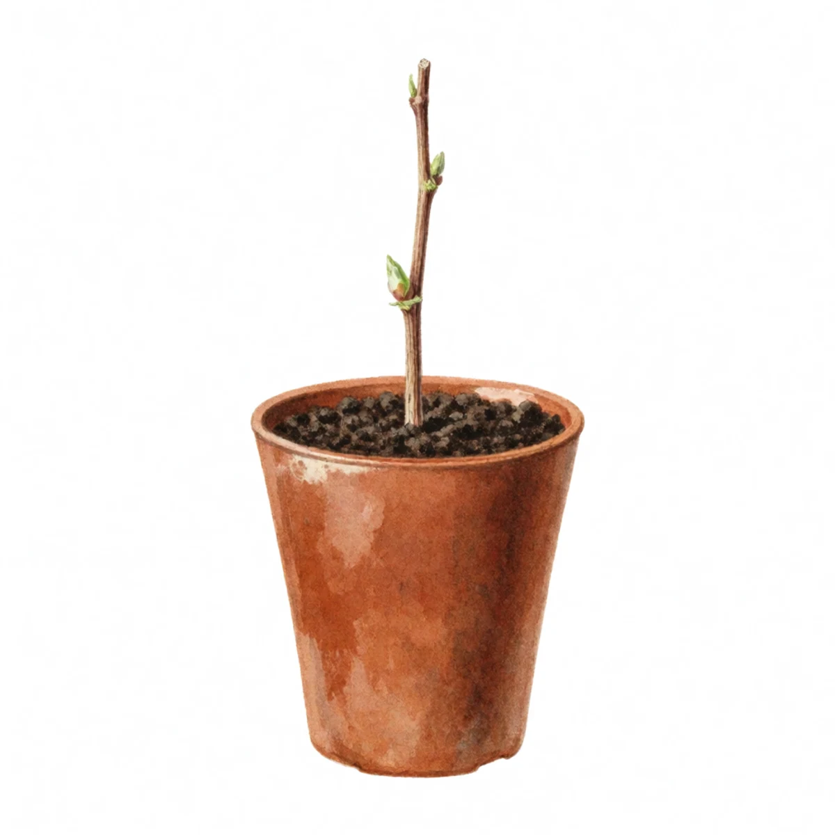 Watercolour plate of a single grape hardwood cutting standing upright in a tall terracotta pot filled with dark crumbly soil, the bare stick rising well clear of the pot rim with one swelling bud on it, the pot seen plainly from the side