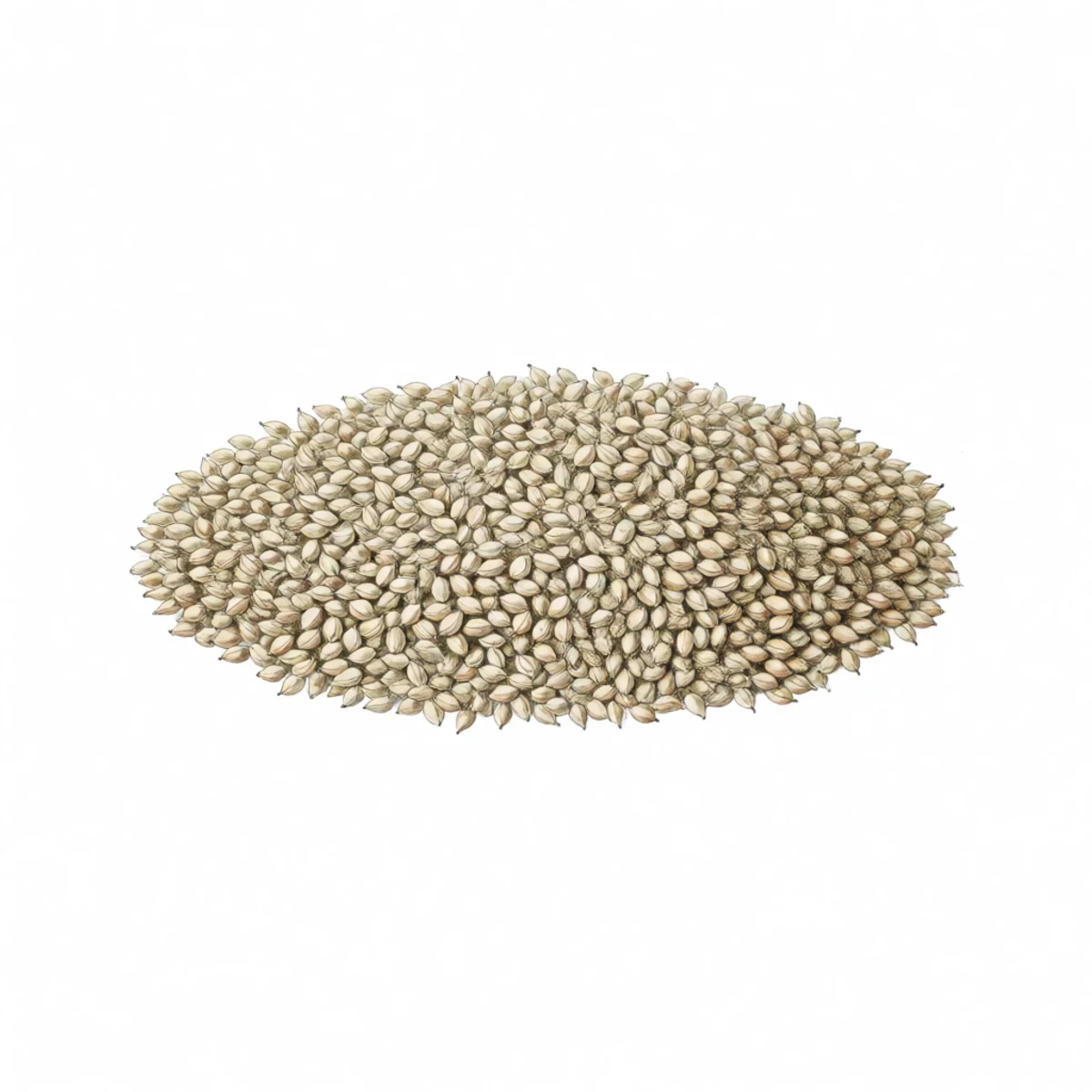 Watercolour plate of pale pepper seeds spread in a single layer on a plate in airy shade