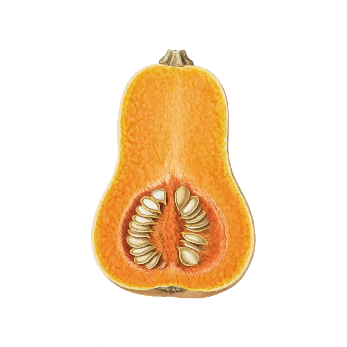 Watercolor plate of squash seeds scooped from a halved butternut