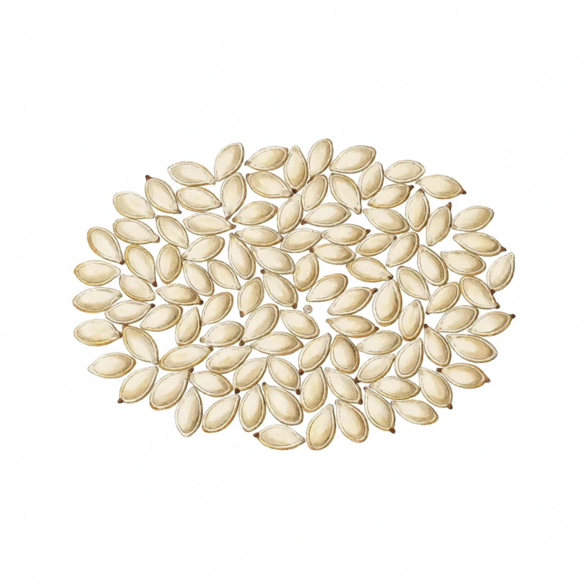 Watercolour plate of clean squash seeds drying in a single layer on a wooden window screen