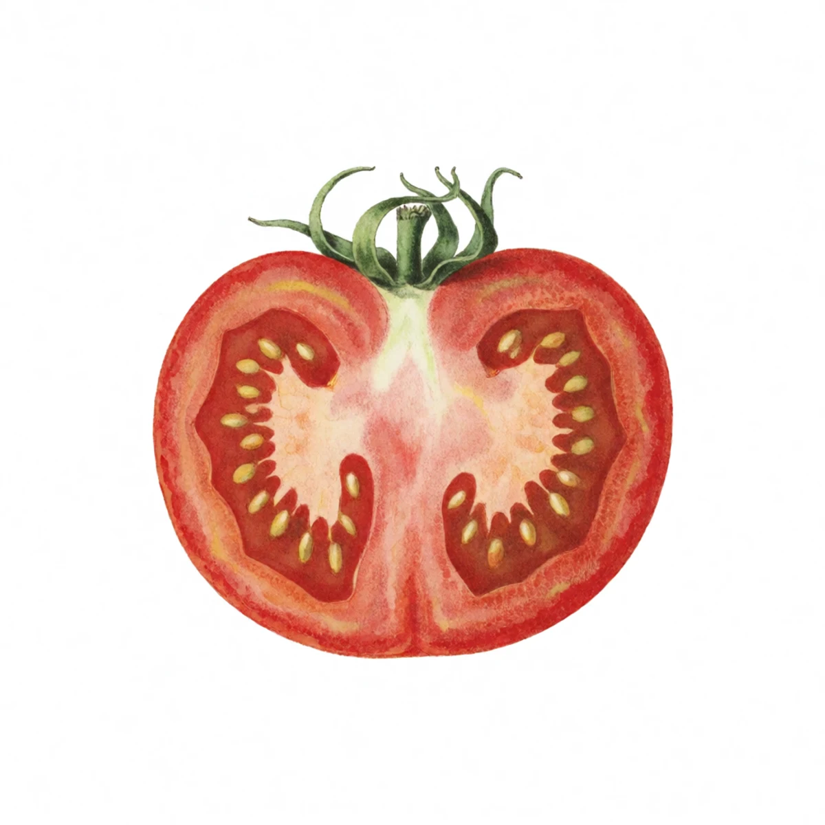Watercolour plate of a tomato halved across its equator with seeds and gel being squeezed into a labelled glass jar