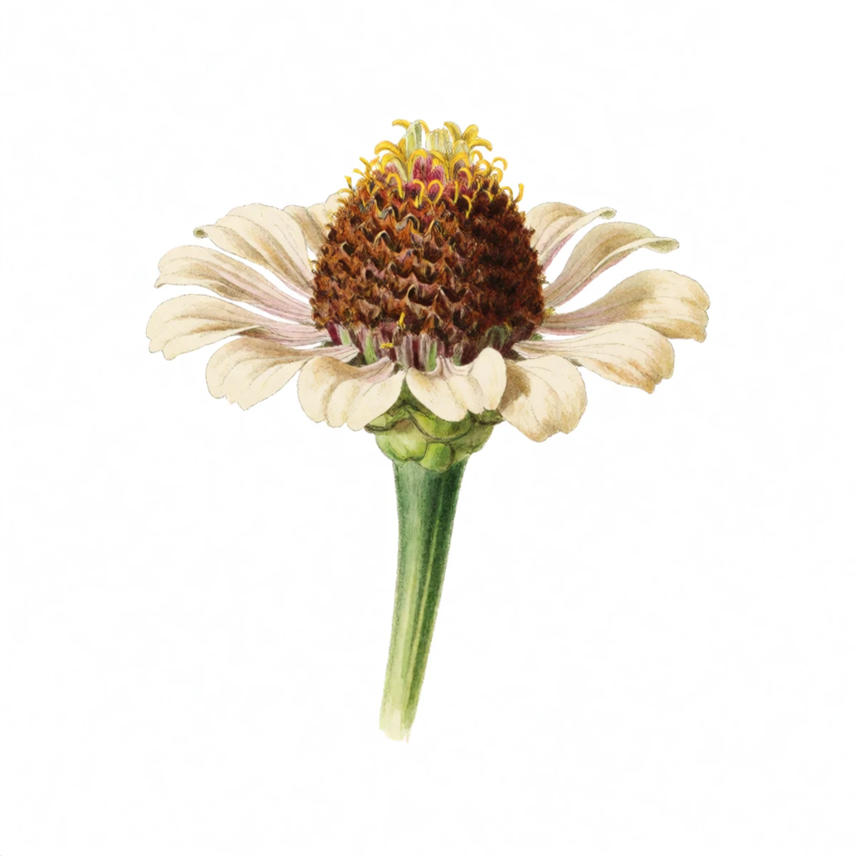 Watercolour plate of a zinnia seed head gone fully brown and dry on the stem, petals faded and crisp