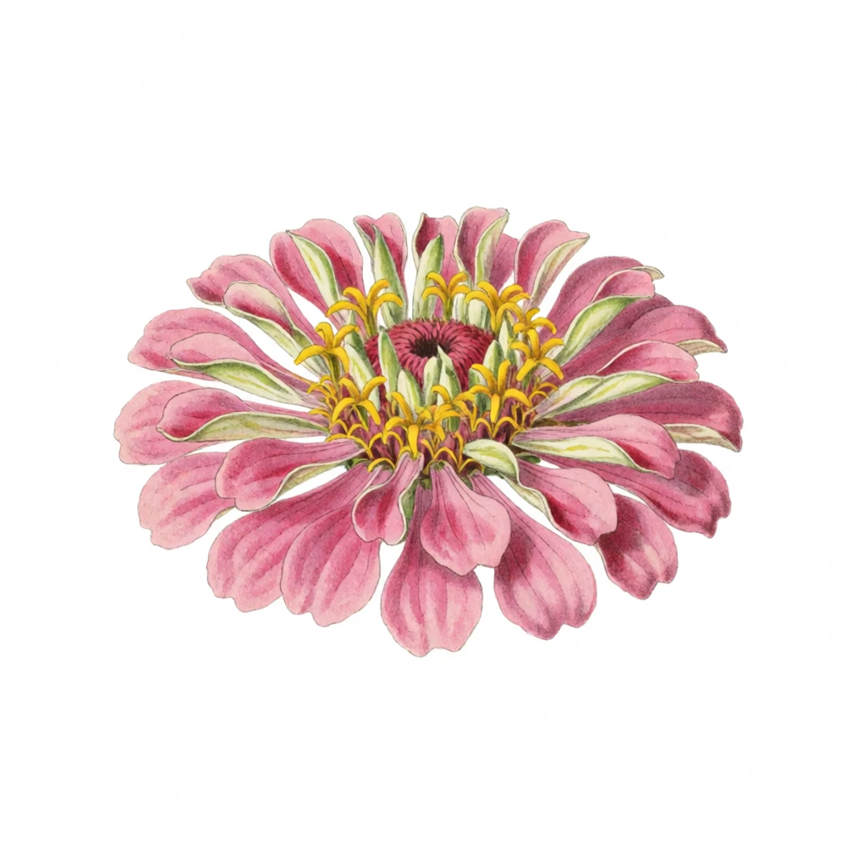 Watercolour plate of a dry zinnia head torn apart over a bowl showing the grey-green arrowhead seeds attached at the base of each petal