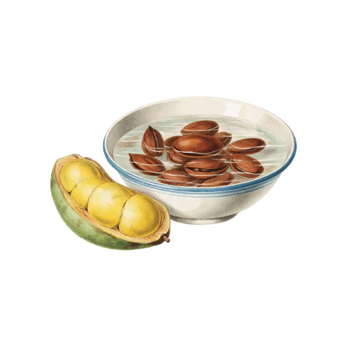 Watercolour plate of large flat brown pawpaw seeds being rubbed clean of orange pulp in a bowl of water, a halved pawpaw fruit beside showing custard flesh