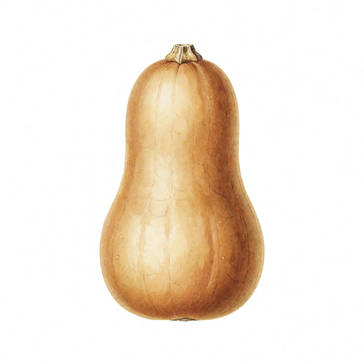 Watercolour plate of a thumbnail pressed against the hard rind of a mature butternut squash leaving no dent, deep tan colour