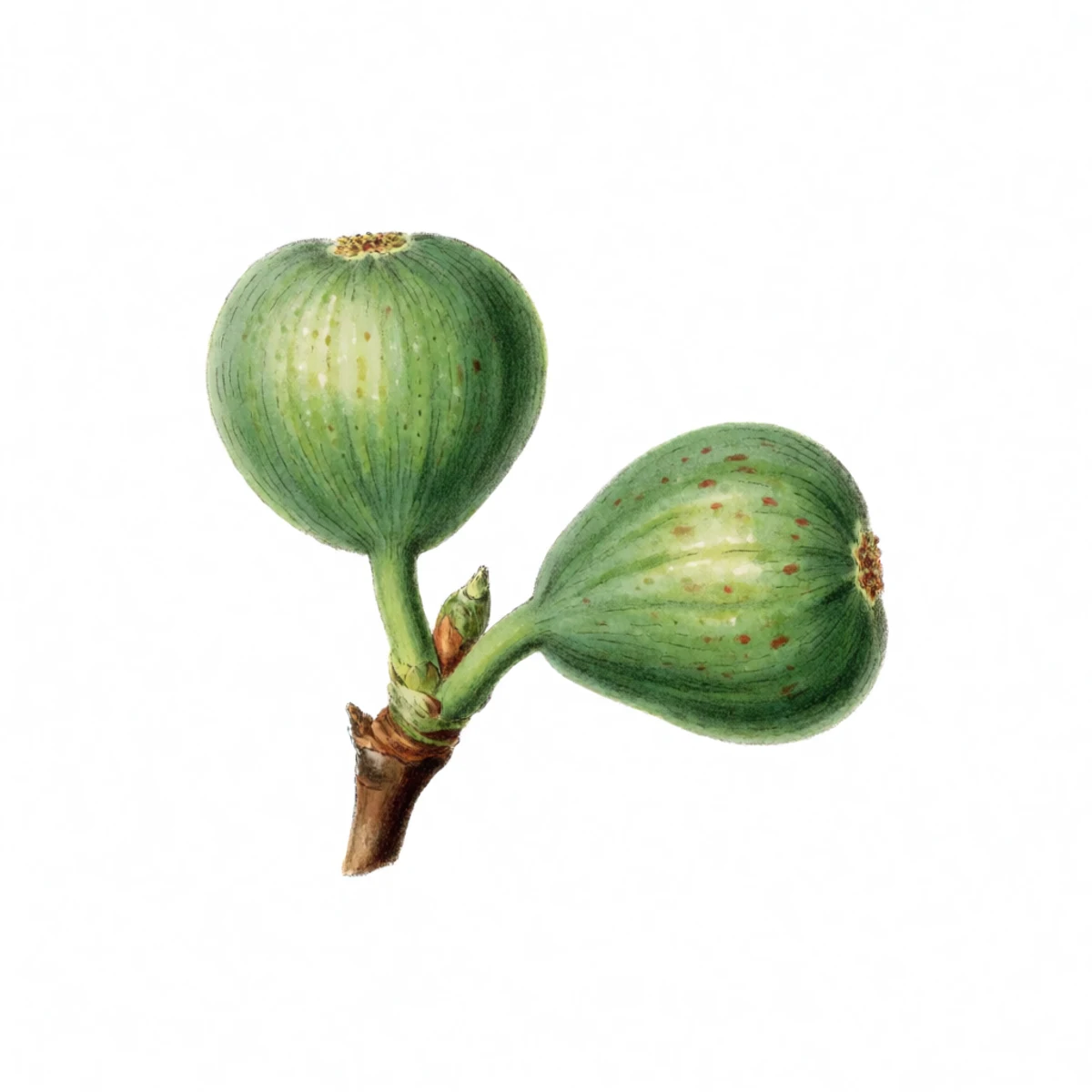 Watercolour plate of two figs on one branch, one unripe standing stiff and horizontal, one ripe with a softened neck bowing downward