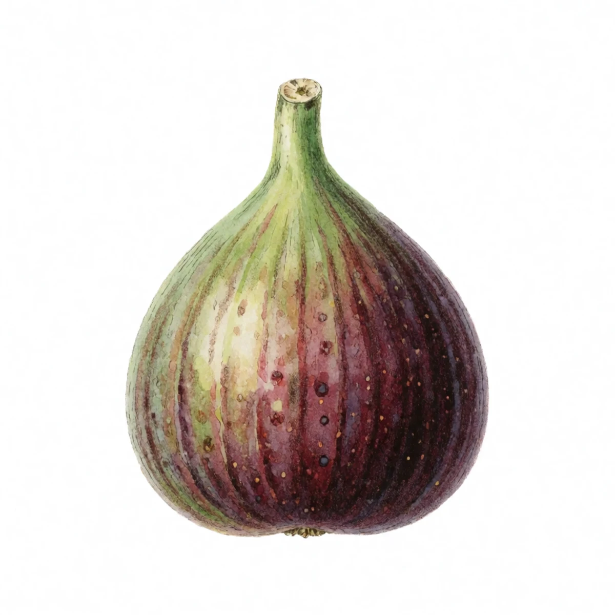 Watercolour plate of a ripe fig being tipped up against its droop and snapping cleanly from the branch with a short stem attached