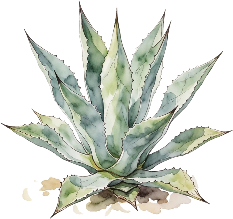 Botanical illustration of Agave (Century Plant)