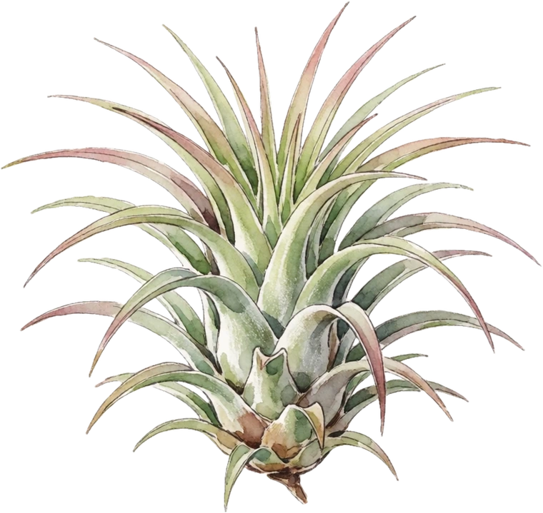 Botanical illustration of Air Plant