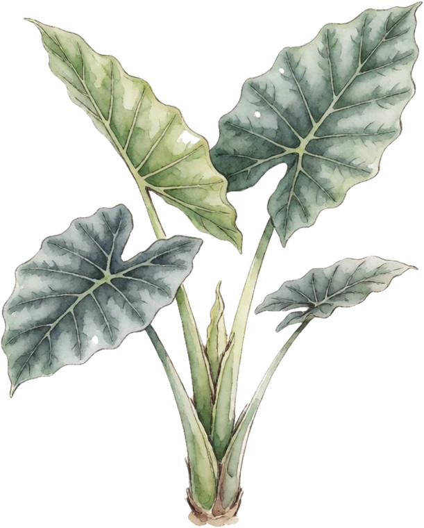 Botanical illustration of Alocasia (Elephant Ear)
