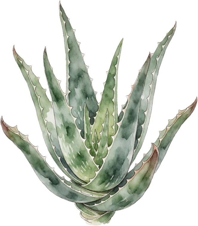Botanical illustration of Aloe Vera