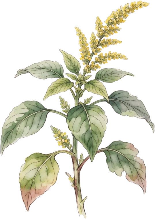 Botanical illustration of Amaranth