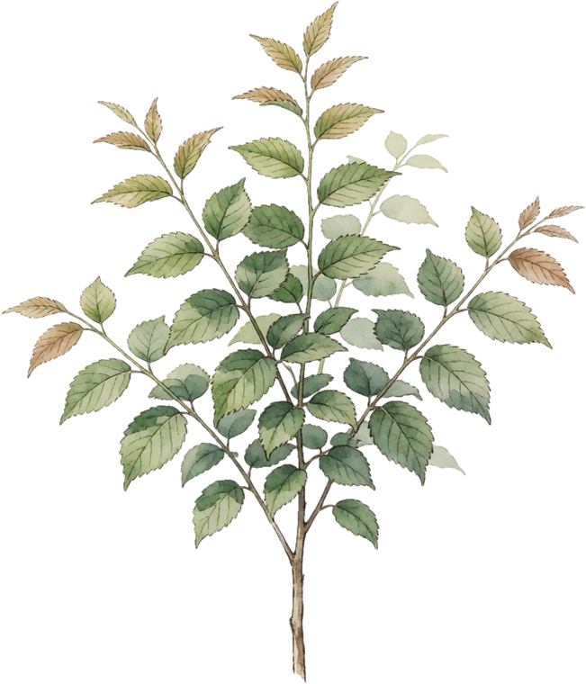 Botanical illustration of American Elm (Disease-Resistant)