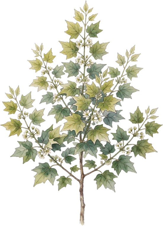 Botanical illustration of American Sycamore