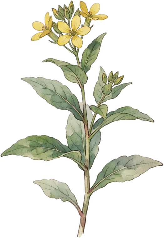 Botanical illustration of Amsonia (Bluestar)