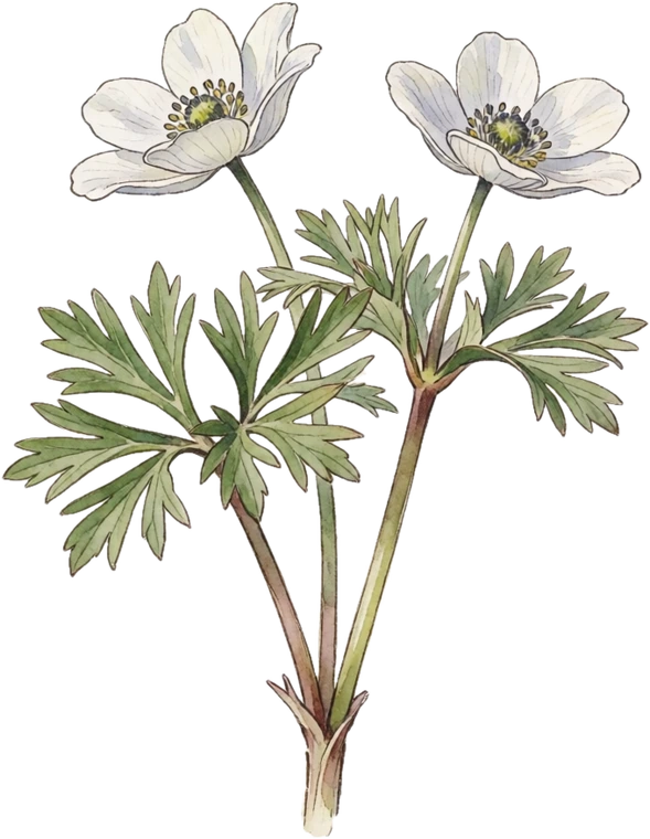 Botanical illustration of Windflower (Anemone)