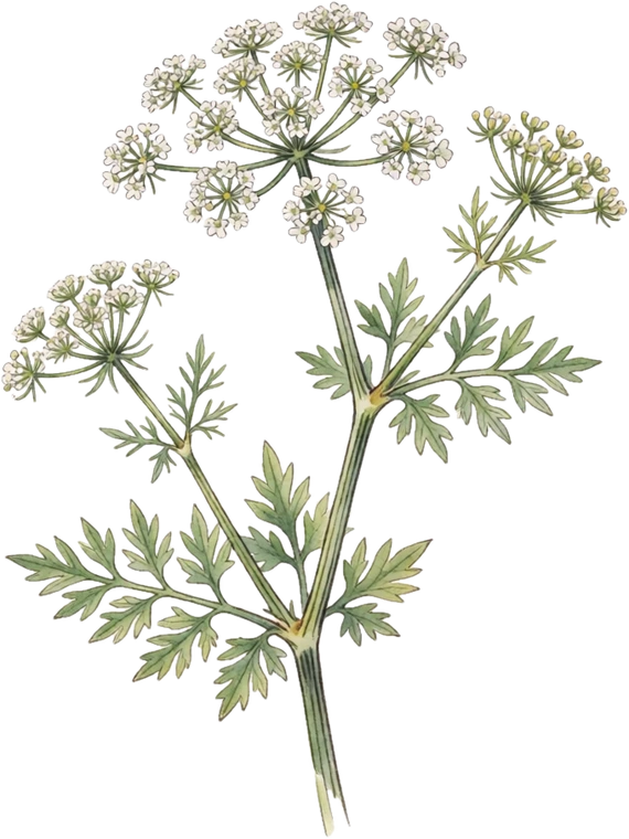 Botanical illustration of Anise