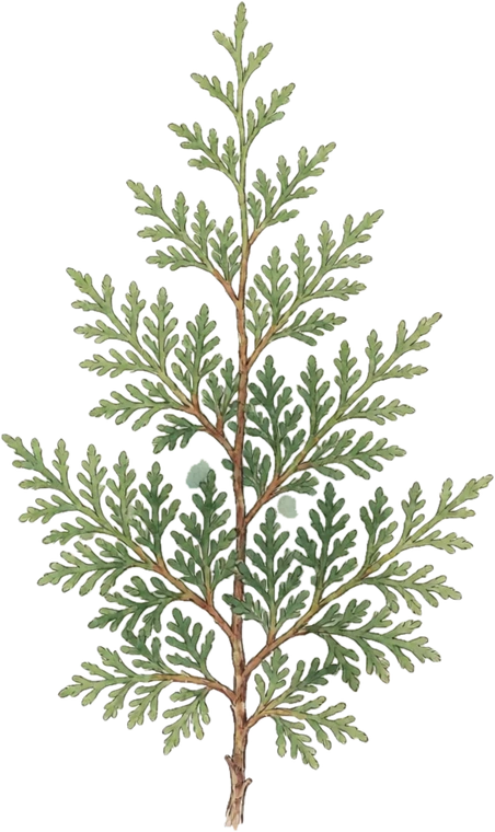 Botanical illustration of Arborvitae