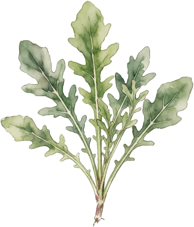Botanical illustration of Arugula