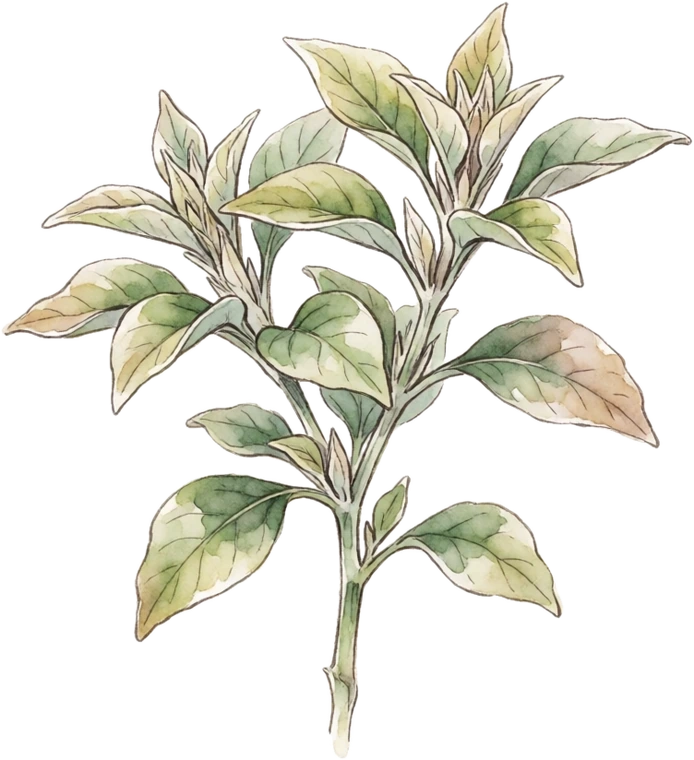 Botanical illustration of Ashwagandha
