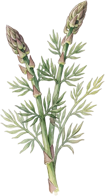 Botanical illustration of Asparagus