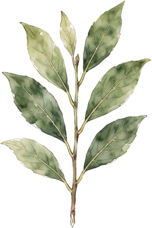 Botanical illustration of Bay Laurel