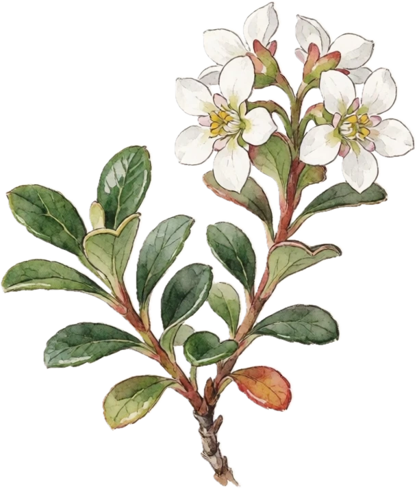 Botanical illustration of Bearberry (Kinnikinnick)