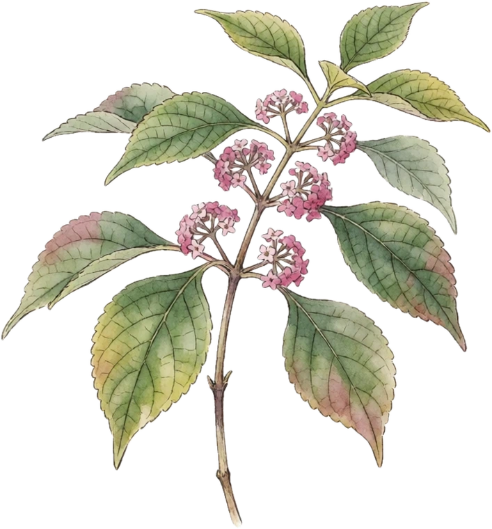 Botanical illustration of Beautyberry