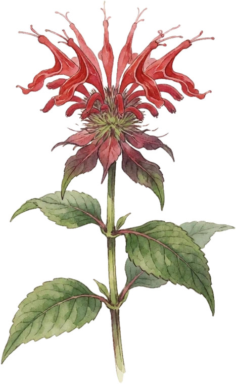 Botanical illustration of Bee Balm